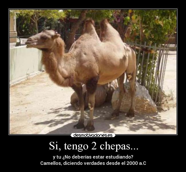 Si, tengo 2 chepas... - y tu ¿No deberías estar estudiando?
Camellos, diciendo verdades desde el 2000 a.C