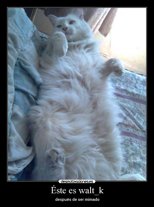 Éste es walt_k - después de ser mimado