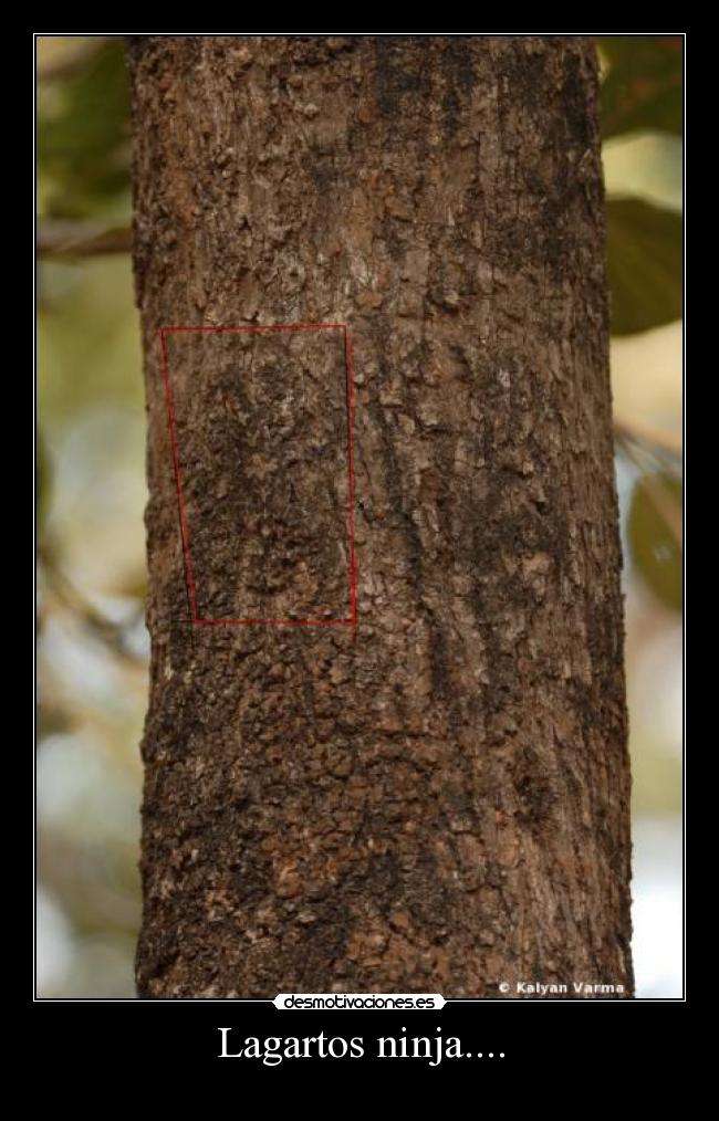 Lagartos ninja.... - 