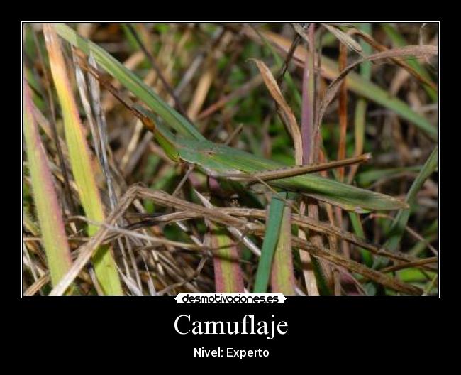 carteles assd desmotivaciones