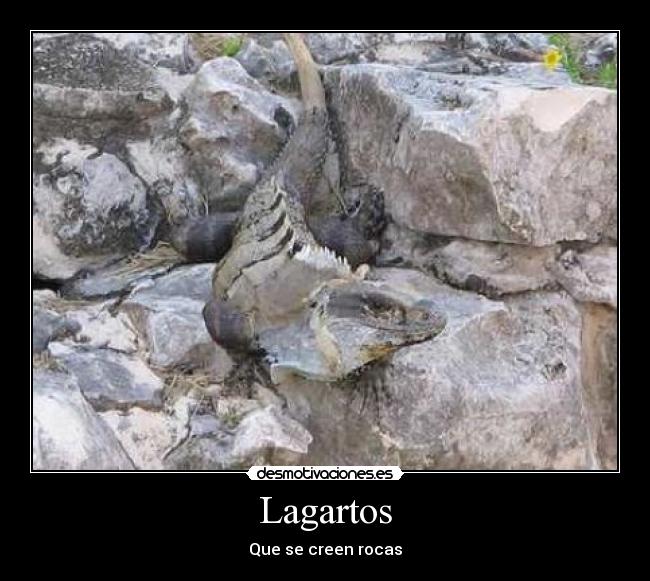 carteles iguana desmotivaciones