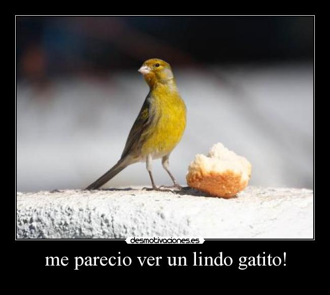 me parecio ver un lindo gatito! -