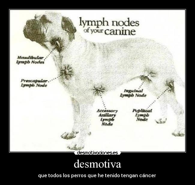 desmotiva - que todos los perros que he tenido tengan cáncer