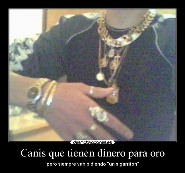 Canis que tienen dinero para oro -