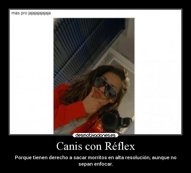 Canis con Réflex -