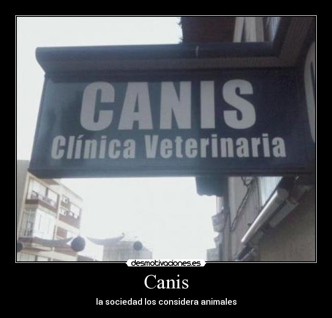 Canis - la sociedad los considera animales