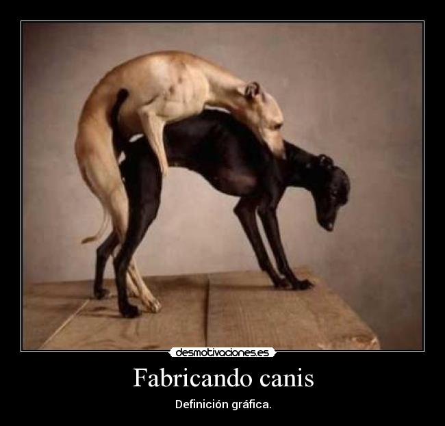 carteles perroscanis desmotivaciones