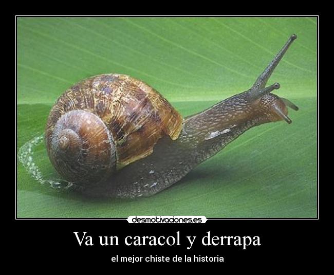 Va un caracol y derrapa -