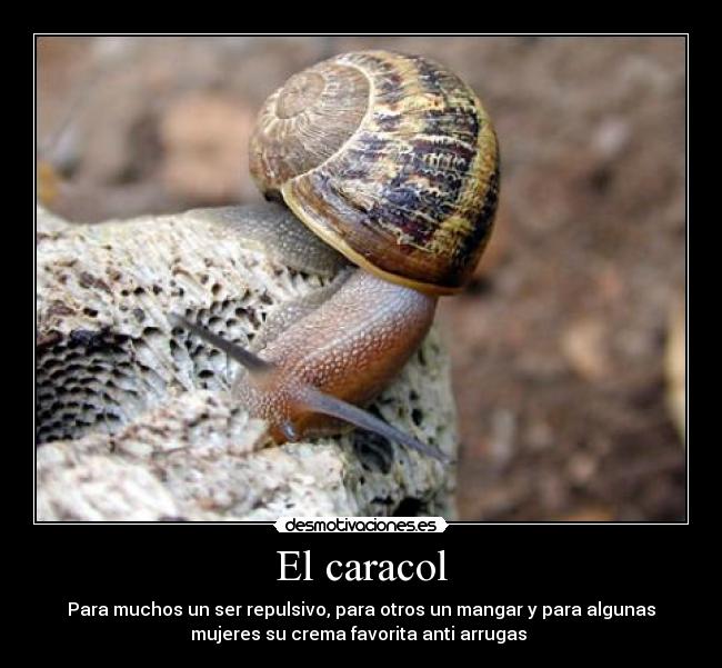El caracol -