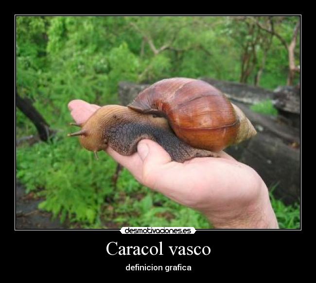 Caracol vasco -