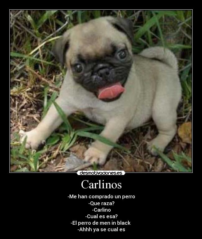 carteles carlinos desmotivaciones