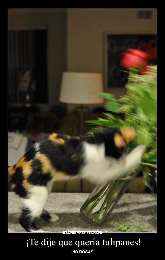 ¡Te dije que quería tulipanes! - ¡NO ROSAS!