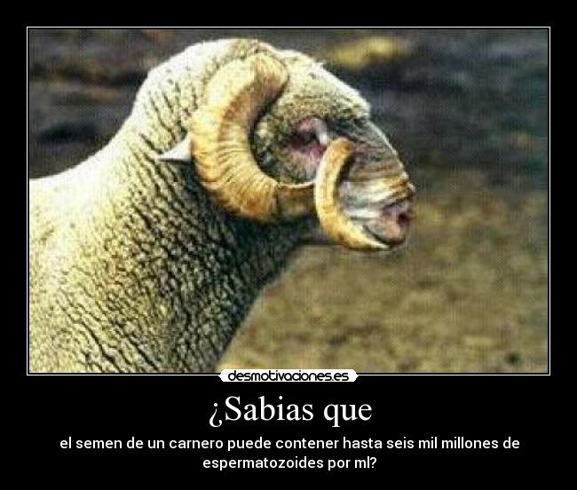 ¿Sabias que - el semen de un carnero puede contener hasta seis mil millones de
espermatozoides por ml?