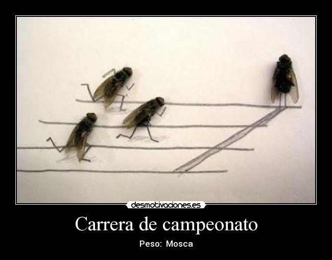 Carrera de campeonato - Peso:  Mosca