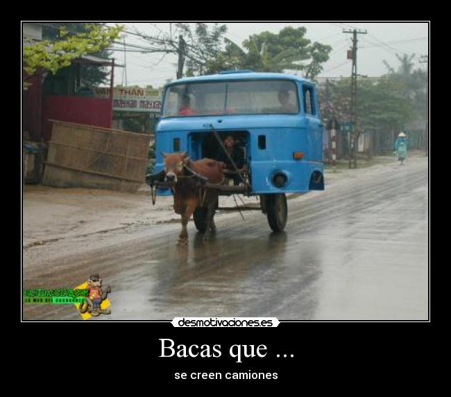 Bacas que ... -
