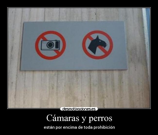 Cámaras y perros - están por encima de toda prohibición