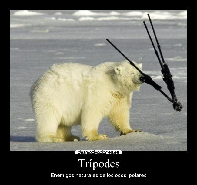 carteles tripodes desmotivaciones