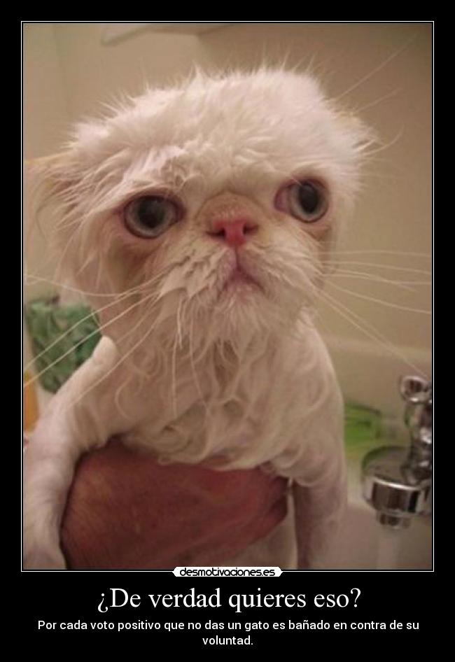 carteles motivamotivadomotivacionmotivardesmotivacionesla cola gato chuck norris walt_k desmotivaciones