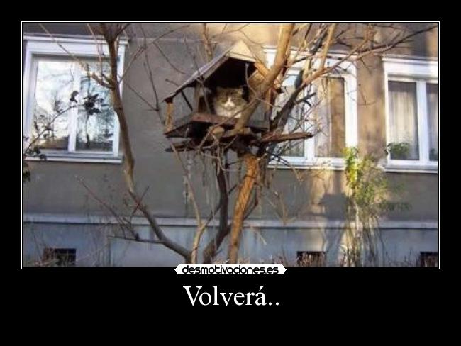 carteles volver pajaro gatoscasita rob desmotivaciones