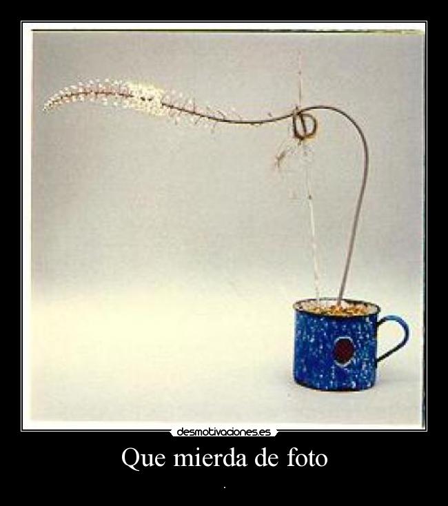 Que mierda de foto - .