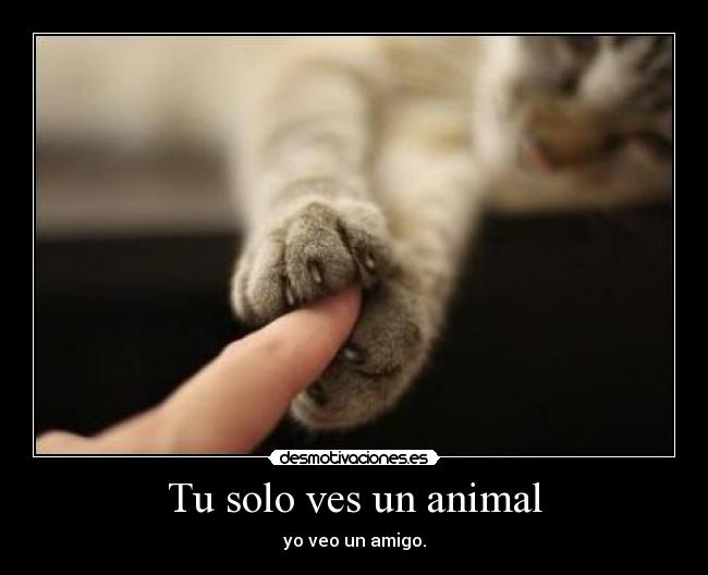 Tu solo ves un animal - yo veo un amigo.