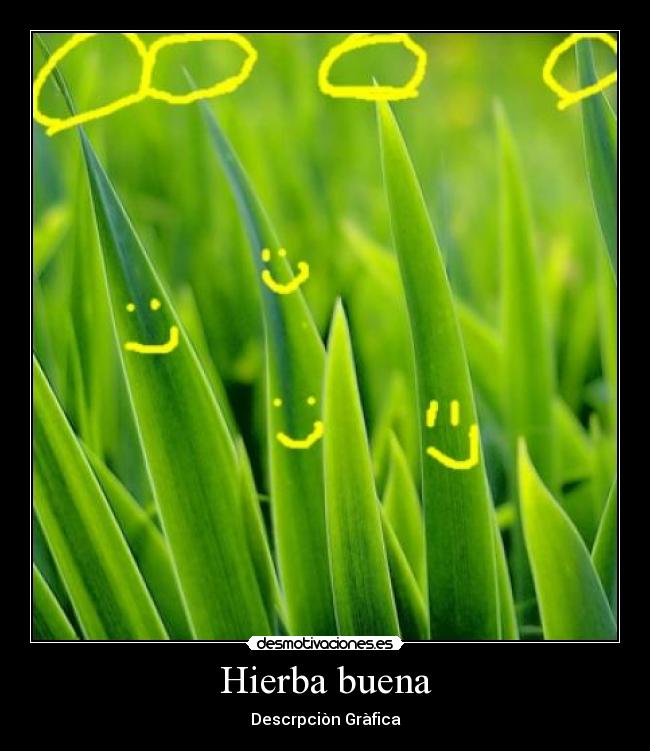 Hierba buena -