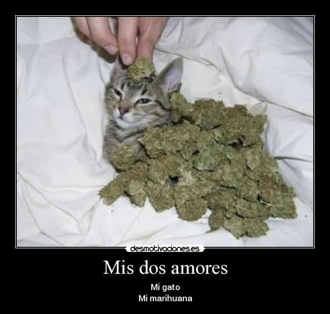 carteles mis dos amores desmotivaciones