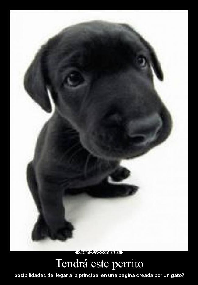 Tendrá este perrito -