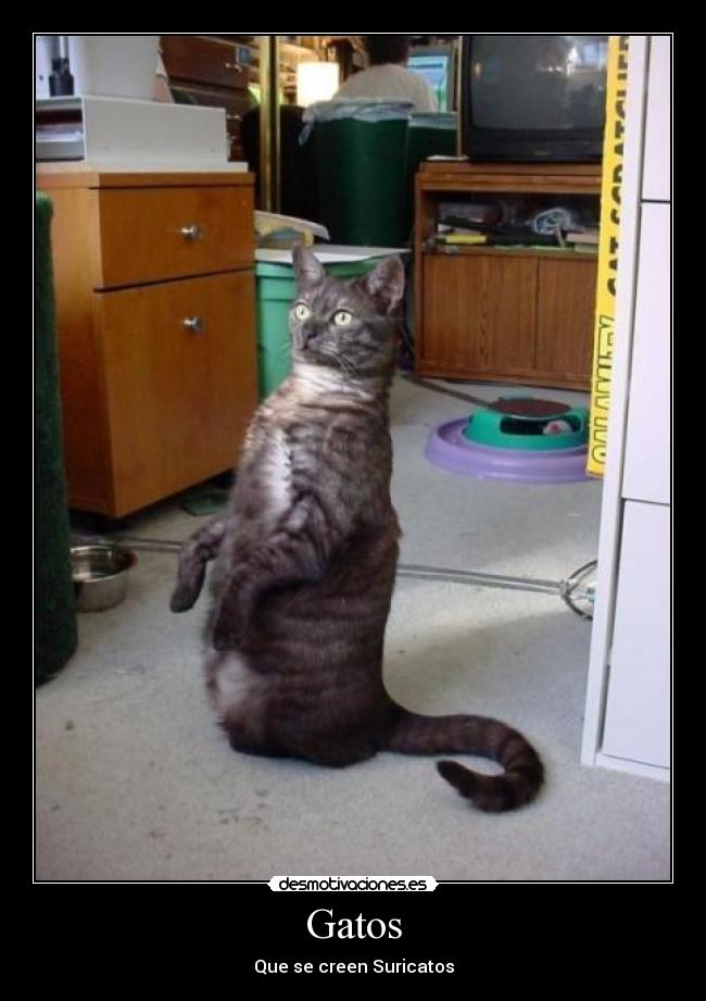 carteles gatos suricato desmotivaciones