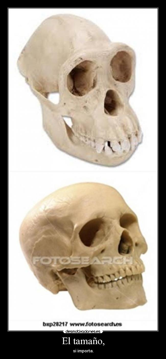 El tamaño, - si importa.