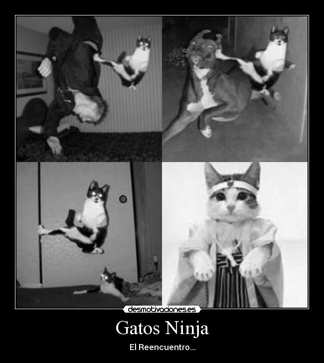 Gatos Ninja -
