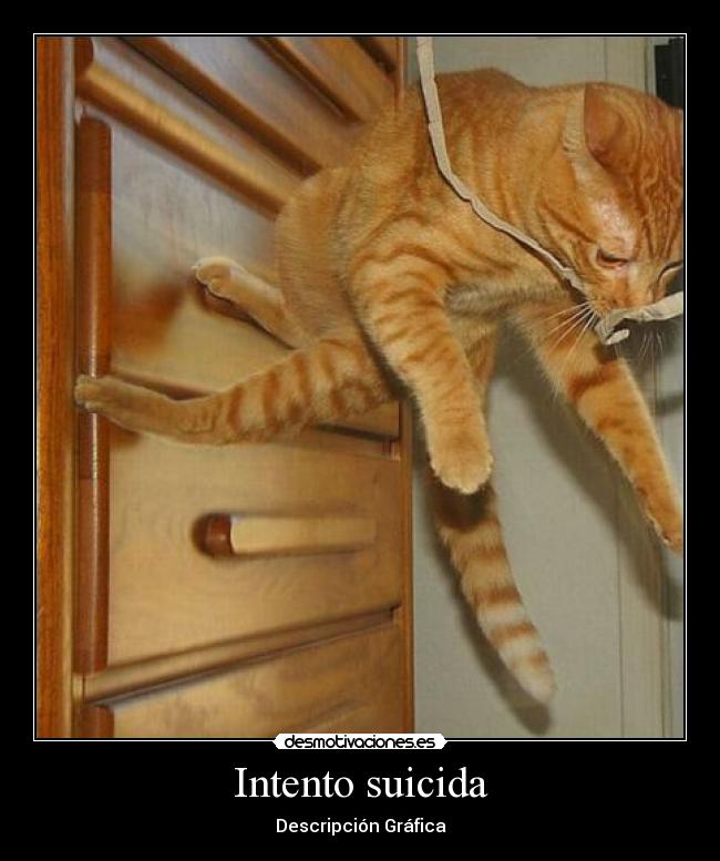 carteles gato suicida desmotivaciones