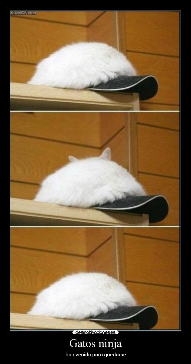 carteles gatos dark desmotivaciones