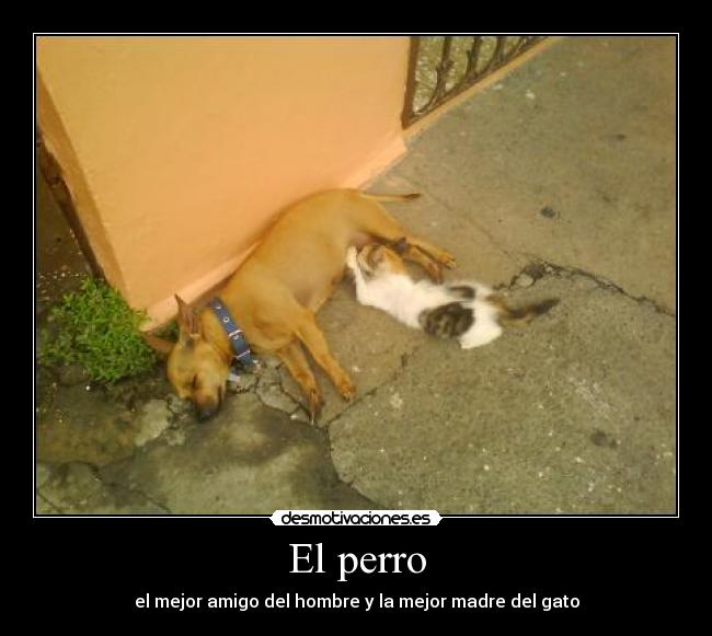 El perro - 