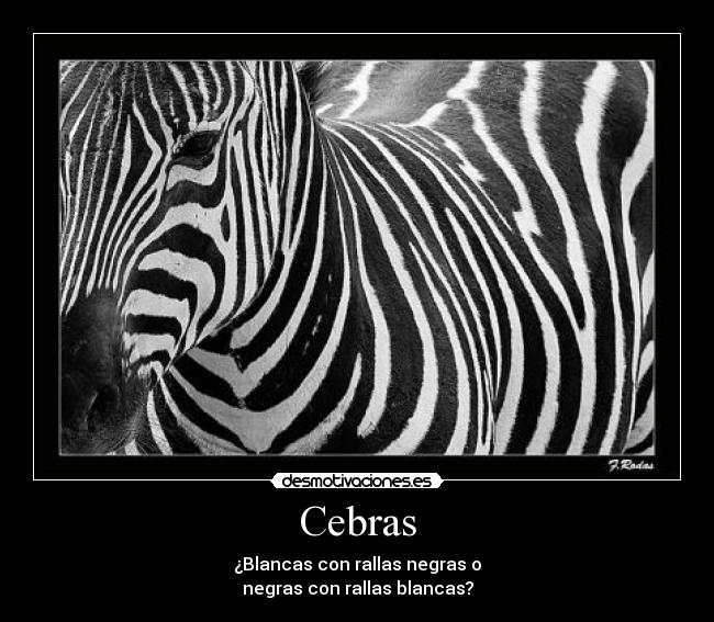 Cebras - ¿Blancas con rallas negras o
negras con rallas blancas?