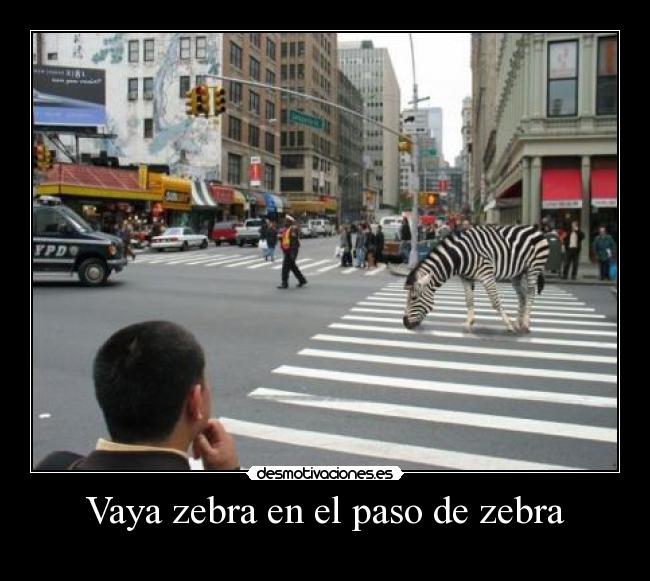 Vaya zebra en el paso de zebra -