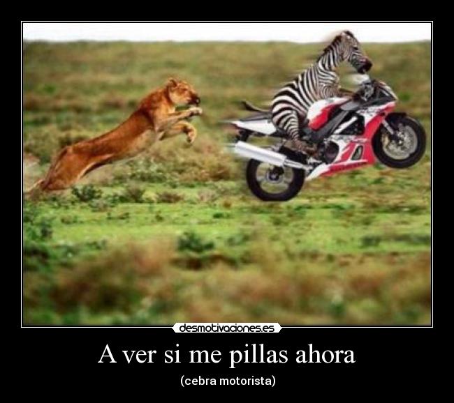 A ver si me pillas ahora - (cebra motorista)