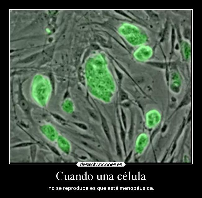 Cuando una célula - no se reproduce es que está menopáusica.