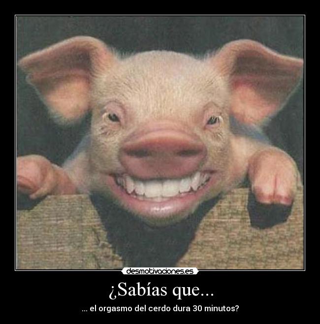 ¿Sabías que... - ... el orgasmo del cerdo dura 30 minutos?