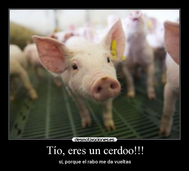 Tío, eres un cerdoo!!! - sí, porque el rabo me da vueltas