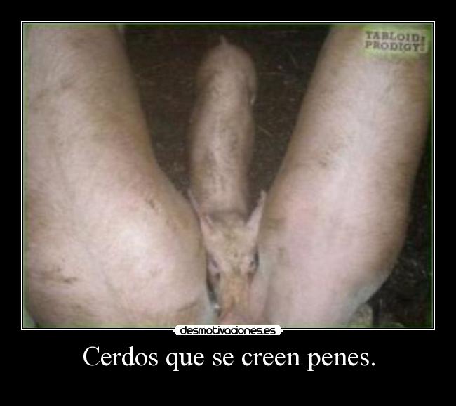 Cerdos que se creen penes. - 