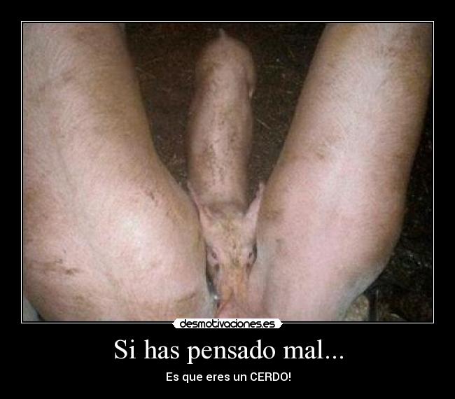 Si has pensado mal... - Es que eres un CERDO!