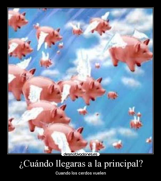 ¿Cuándo llegaras a la principal? - Cuando los cerdos vuelen