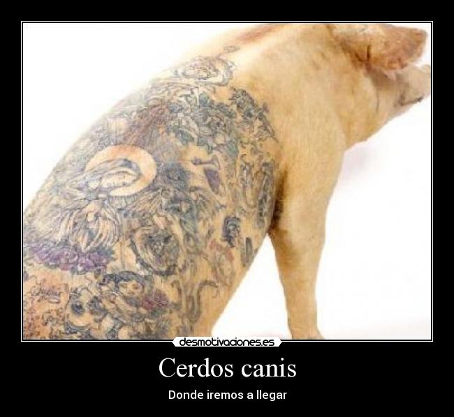 Cerdos canis - Donde iremos a llegar
