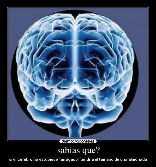 sabias que? - si el cerebro no estubiese arrugado tendria el tamaño de una almohada