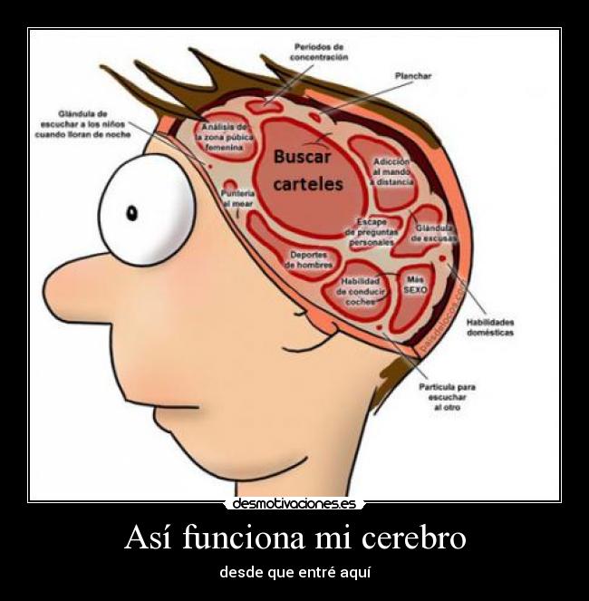 Así funciona mi cerebro -