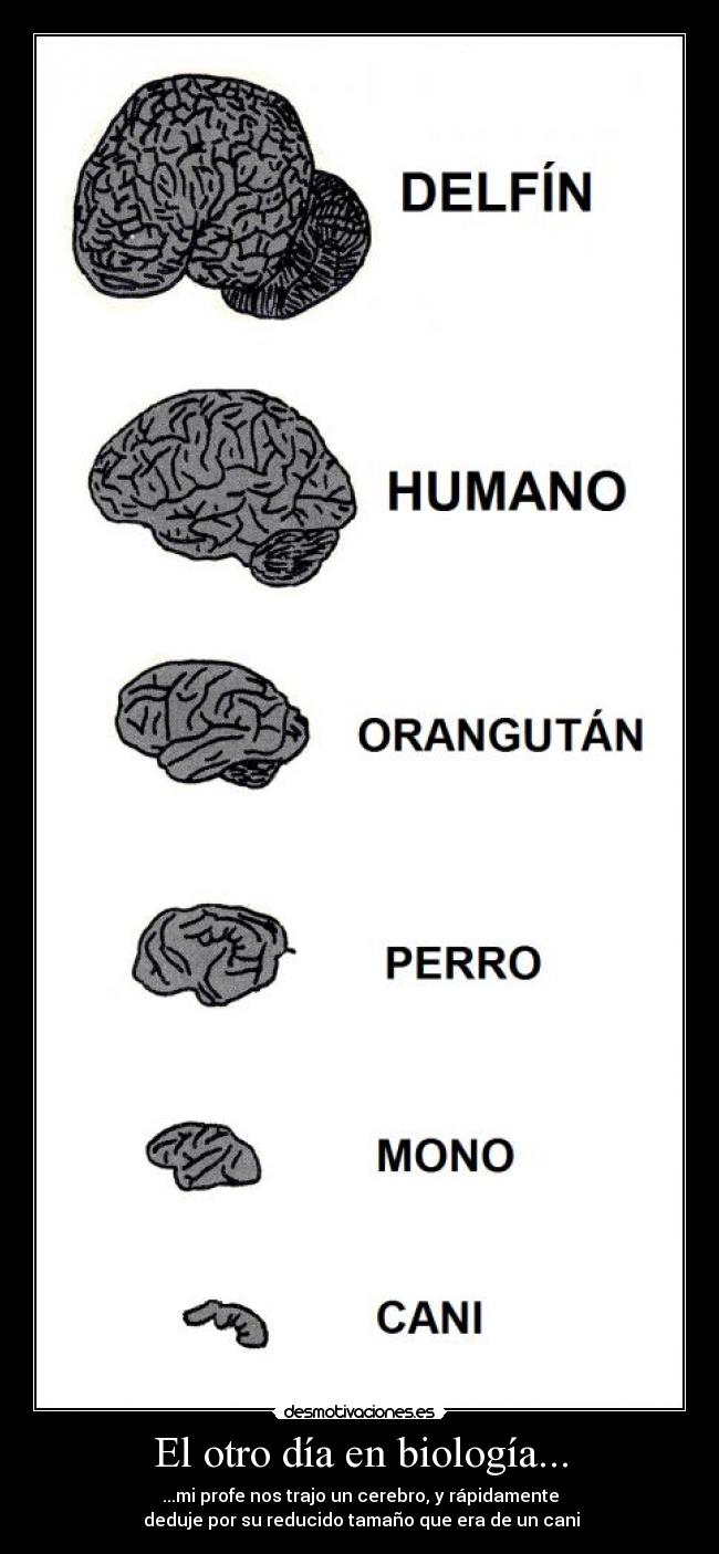 El otro día en biología... - ...mi profe nos trajo un cerebro, y rápidamente
deduje por su reducido tamaño que era de un cani