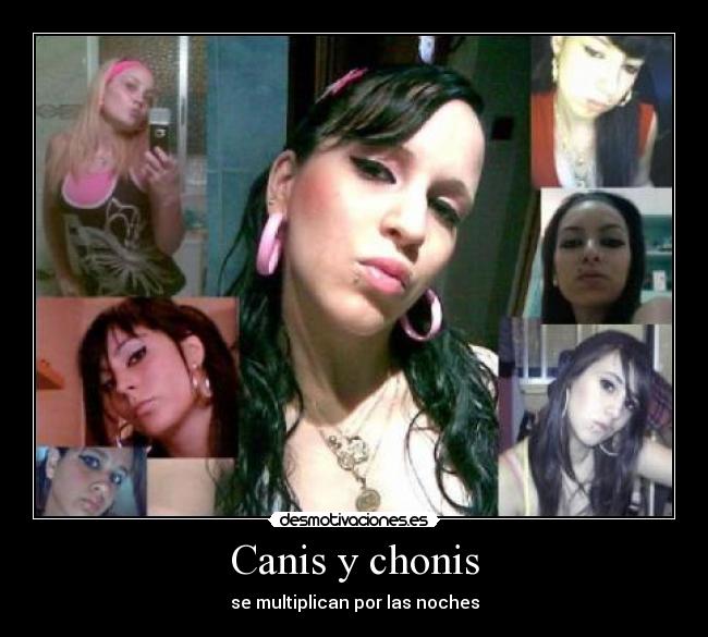 Canis y chonis - se multiplican por las noches