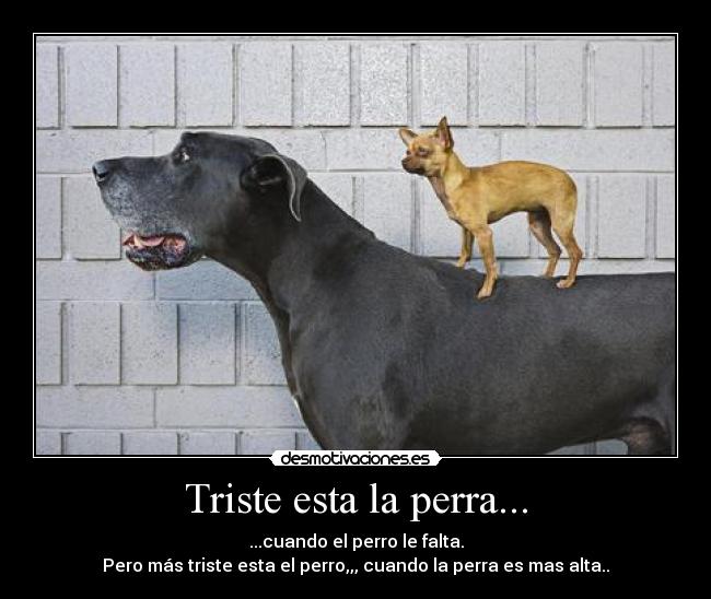 Triste esta la perra... - ...cuando el perro le falta.
Pero más triste esta el perro,,, cuando la perra es mas alta..