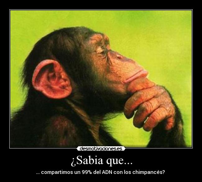 ¿Sabia que... - ... compartimos un 99% del ADN con los chimpancés?